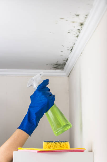 Best Localized Mold Remediation (e.g., coastal areas, humid climates) in South Pottstown, PA